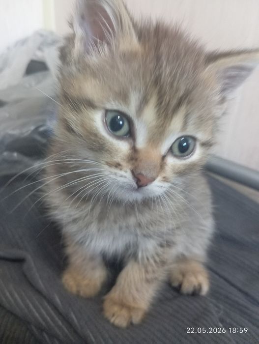 Котята красивые.