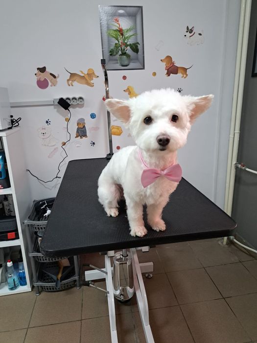 Coafura Canină & Frizerie