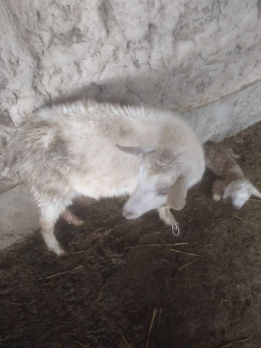 Орыс ешки заенски