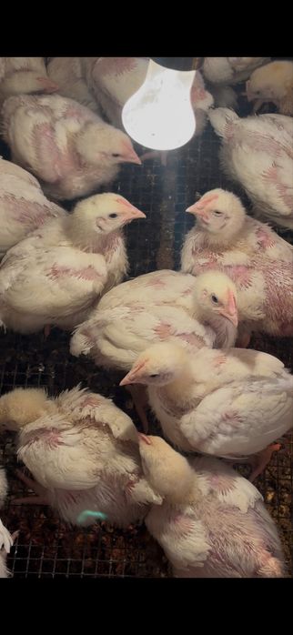 Бройлер коб500 ..