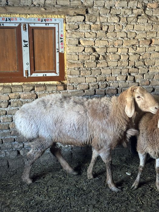 Кучкор сотилади.