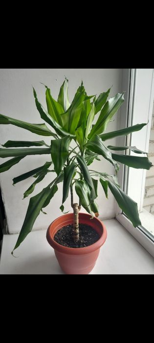 Драцена комнатное растение