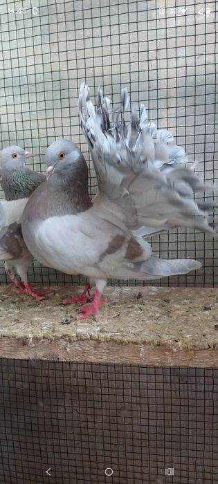 Porumbel voltat pavă. Vând sau schimb