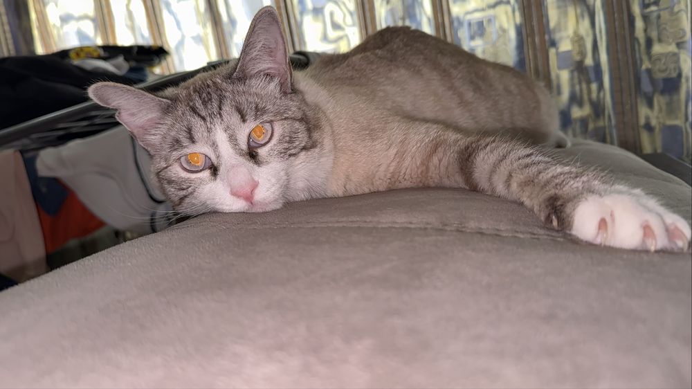 Отдаем в хорошие руки кота