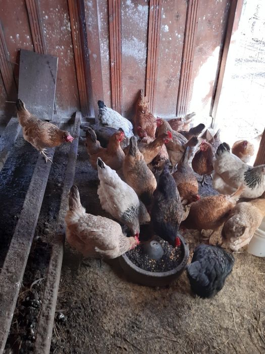 Vând găini care fac oua verzi-turcoaz