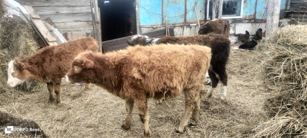 Продаются телята 7 месяцев