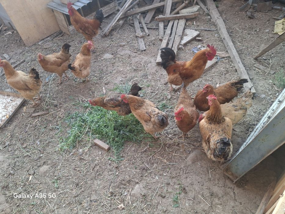 Кучин юбилейный сатылады