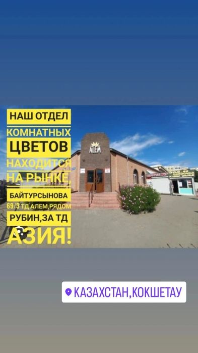 Комнатные цветы продам
