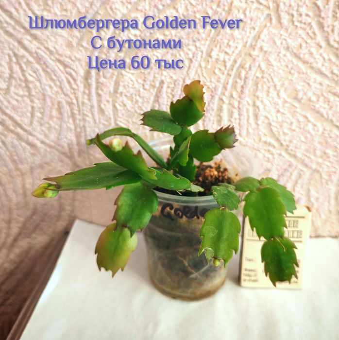 Шлюмбергера (декабрист) С БУТОНАМИ, сорт Golden Fever.
