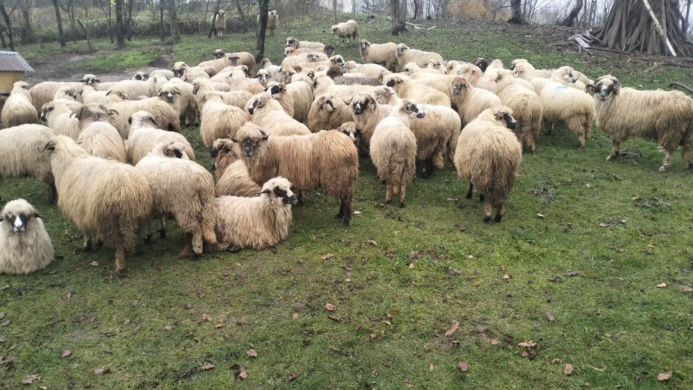 40 de oi de vânzare