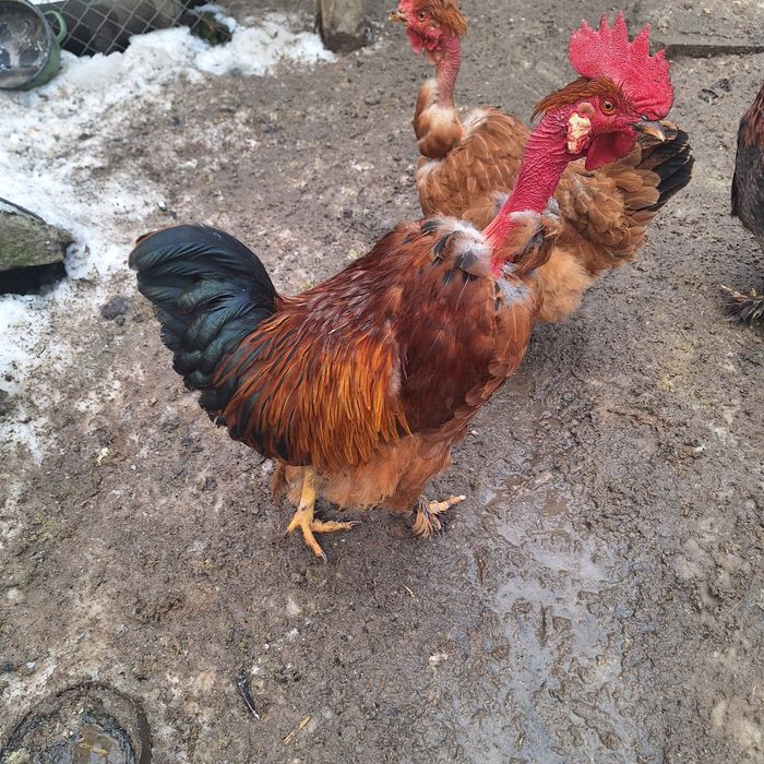 Vând cocoși si găini au 9 luni.