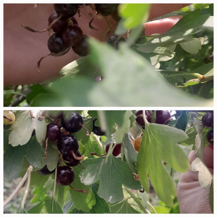Продам домашнюю смородину