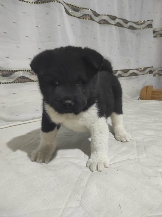 Akita american 2 băieți