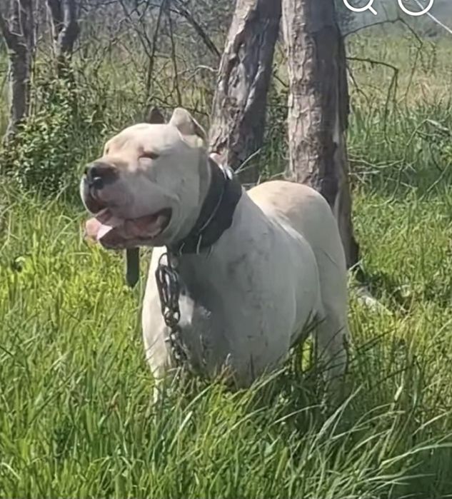 Mascul.Dog Argentinian