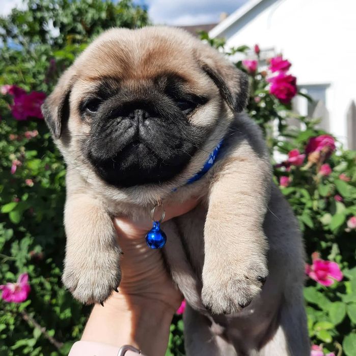 Отличные щеночки Мопса