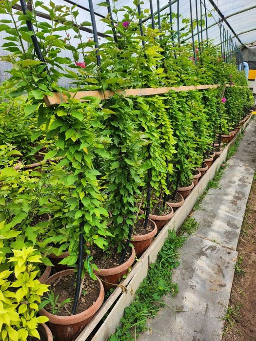 Bugenvilliya arabiski gul