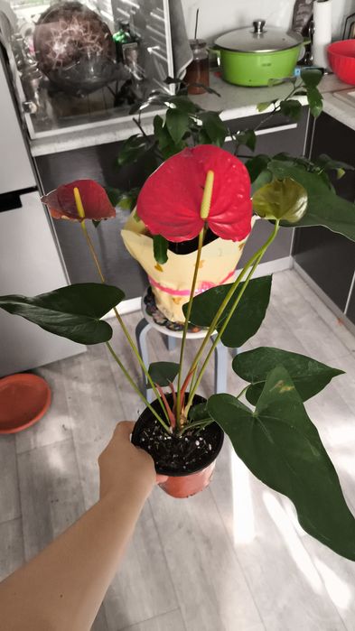 Бамбук и многое другое