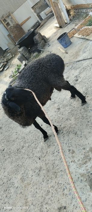 Кучкор хисори! Хонаки кучкор! Соглом