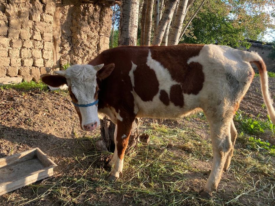 Симентал ғуножин 2 ящар сотилади буйи 132 см