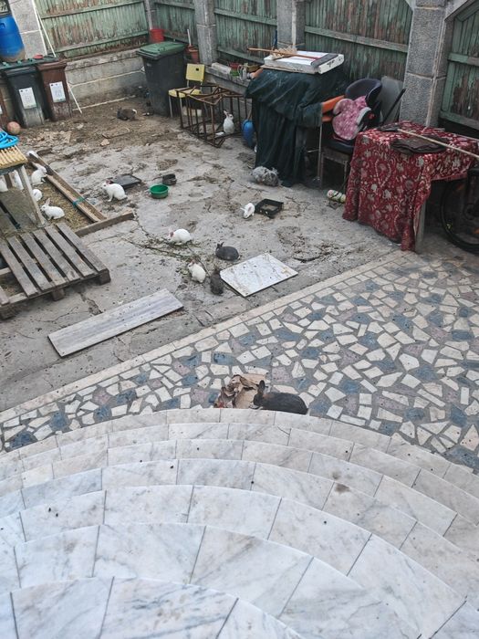 Vand iepuri diferite dimensiuni