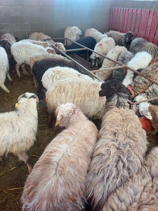 Койлар сатылады.