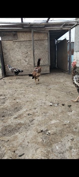 Продам даканок бойцовых