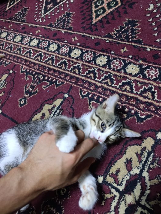Нежные комочки счастья ищут новые дома — 5 котят, 2 месяца