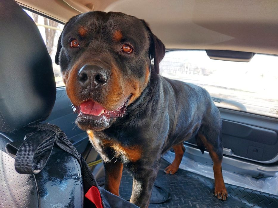 Перевозка собак в Алматы и области. Зоотакси в Алматы и области. Перев