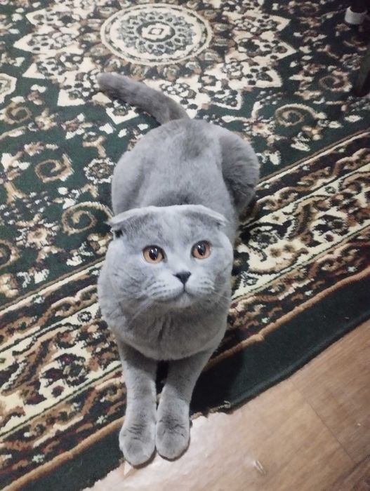 Продам кота только в хорошие руки