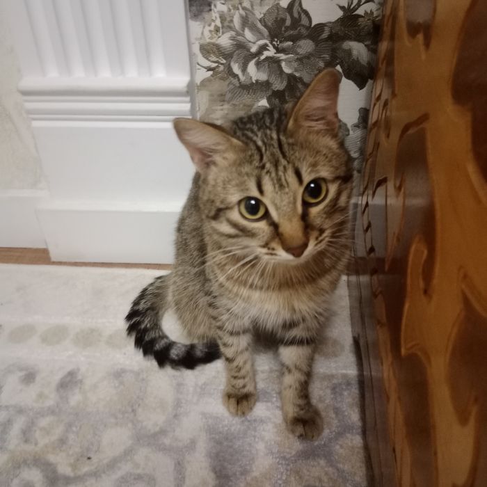 Домашний кошка отдается бесплатно