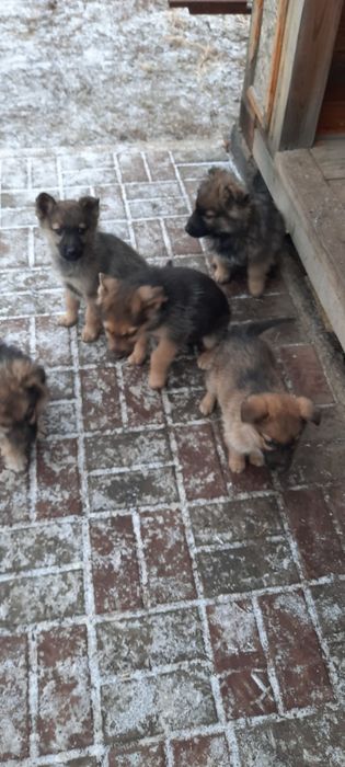 Щенят отдам в добрые руки!