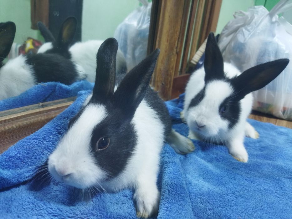 Galland panda bollari sotiladi