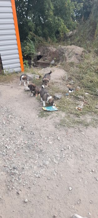 Отдам бесплатно шенята