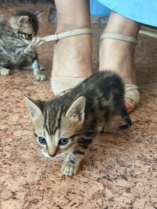 Продам бенгальских котят