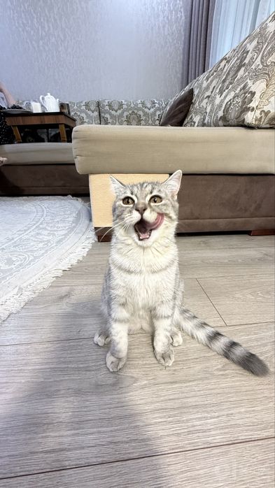 Продаётся котёнок Скоттиш страйт