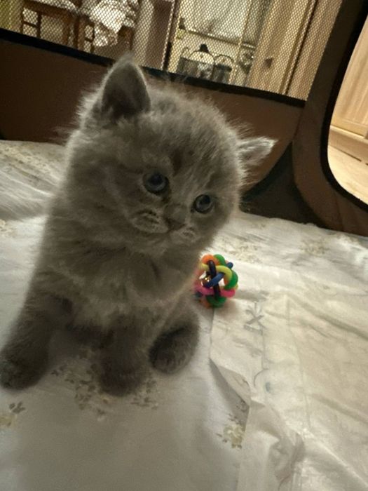 Шотландские веслоухие и прямоухие кошки