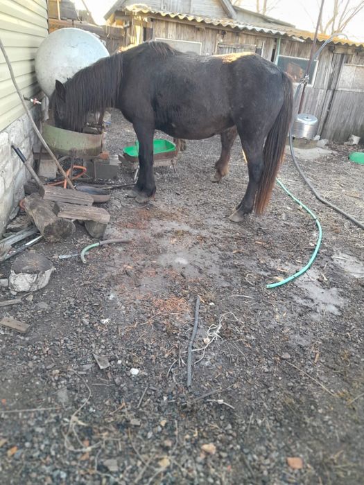 Продам бие стоит на откорме