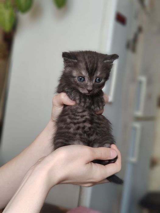 Котята отдам бесплатно