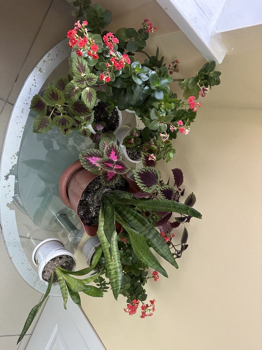 Үй гүлдері сатылады