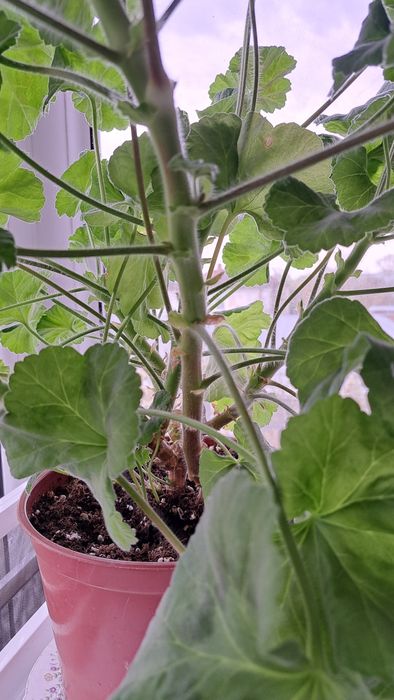 Пеларгония Ю Мерлизон 2