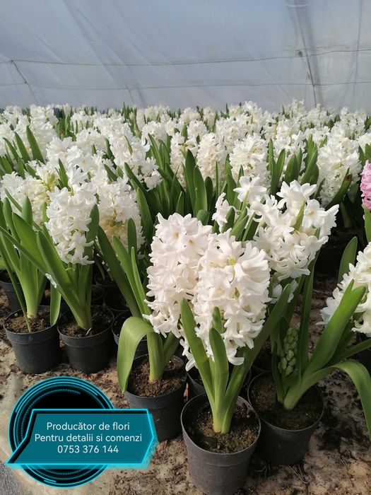 Zambile lalele primule narcise flori