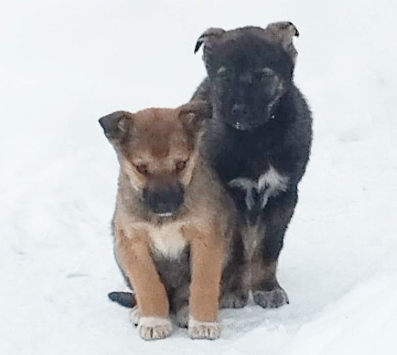 Отдадим щенков в хорошие руки