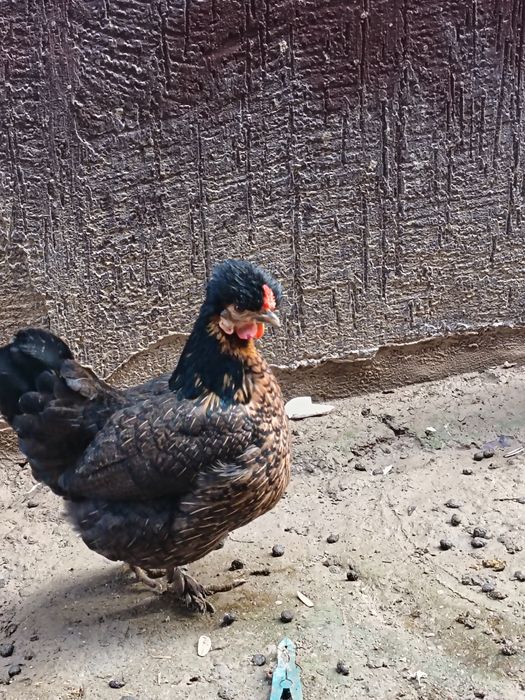 Yapon tovuqla joja xoroz sotladi