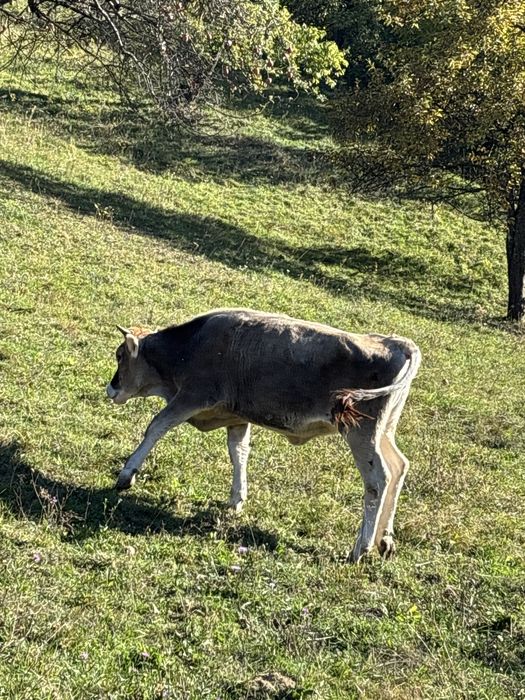Vitică de vanzare
