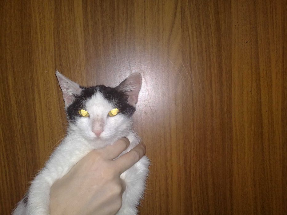 Пристраивается красивая кошечка лиза, 1 годик.