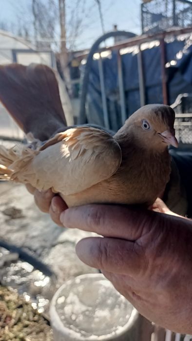 Продам голубей продам