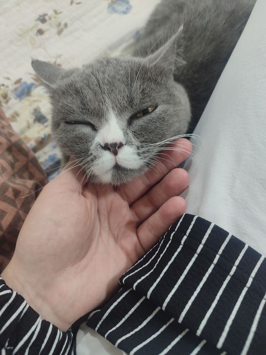 British Shorthair)