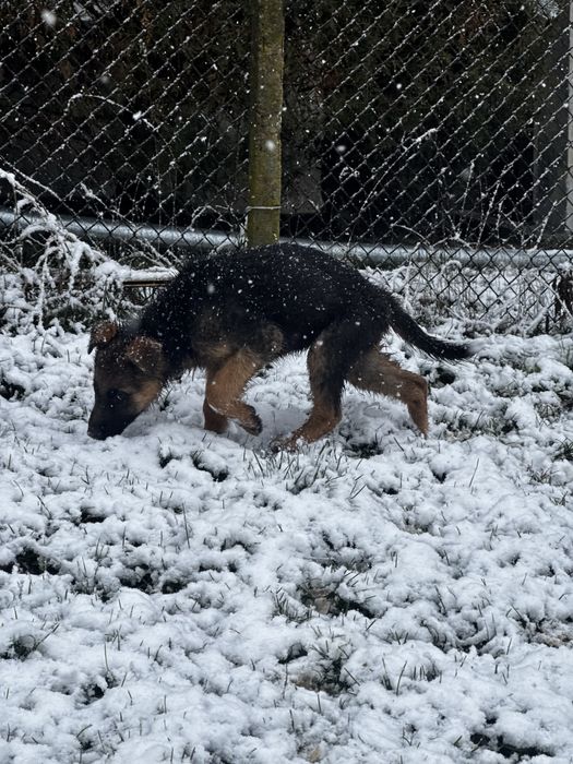 Немска овчарка