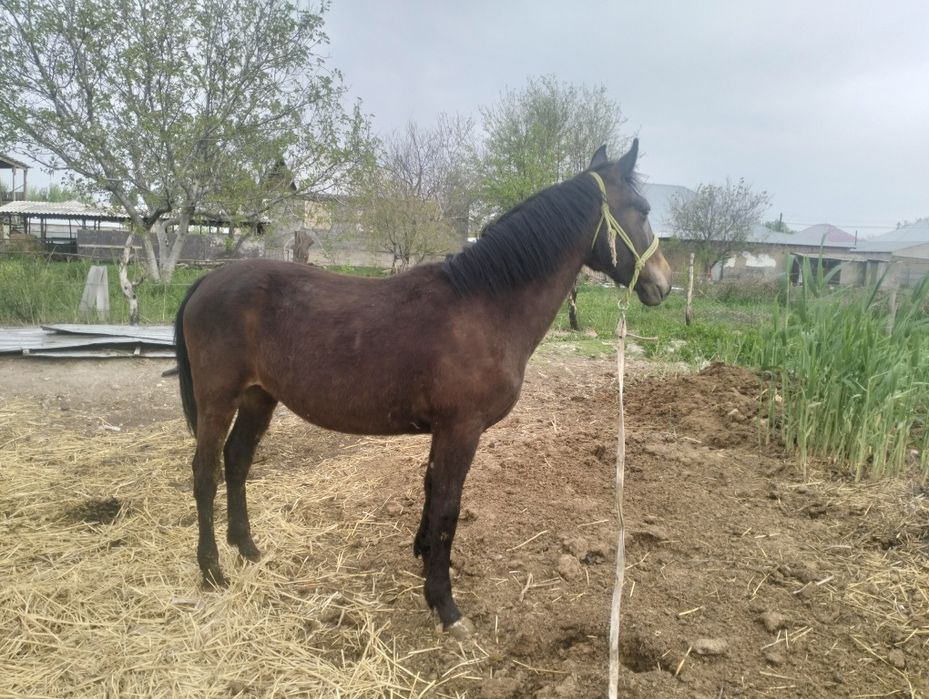 Ассалаумағалейкум! Байтал сатылады!