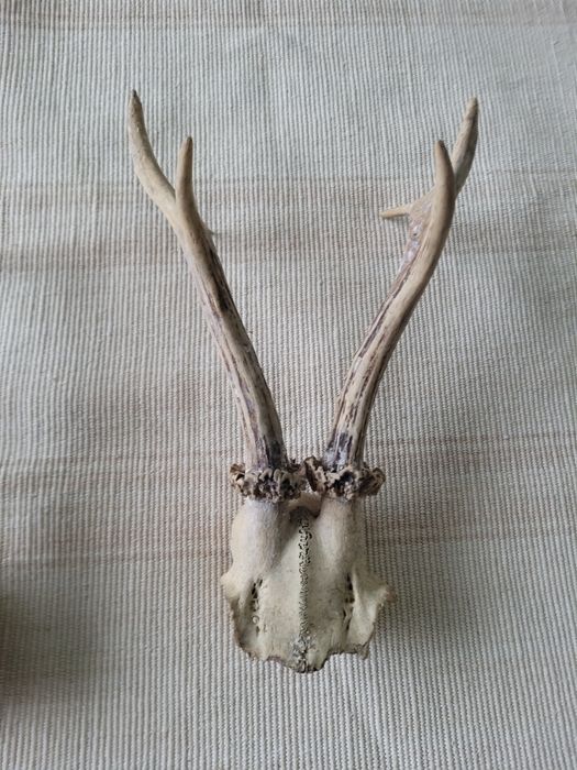 Еленски рога-два вида